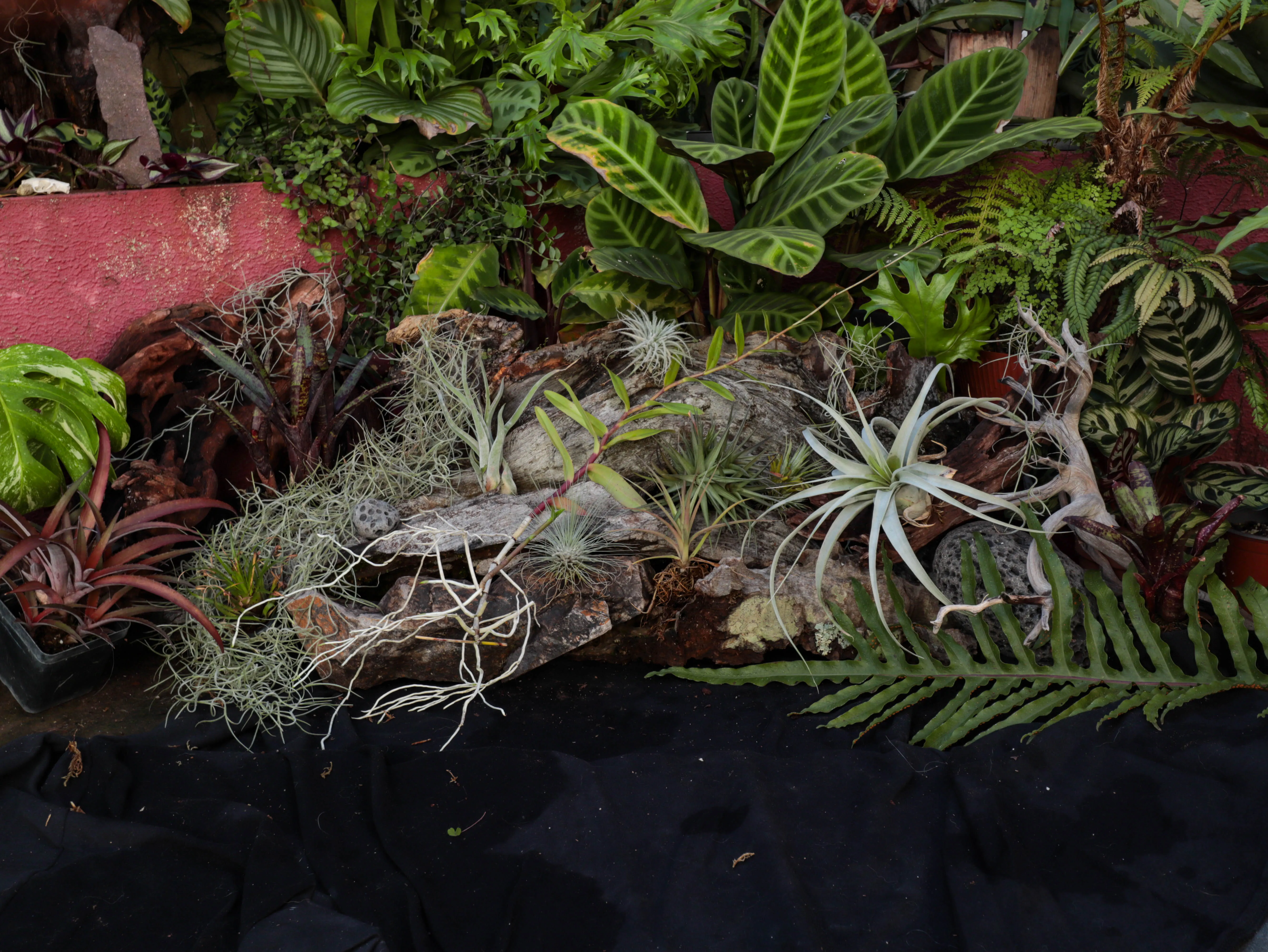 Exotic tropical plants