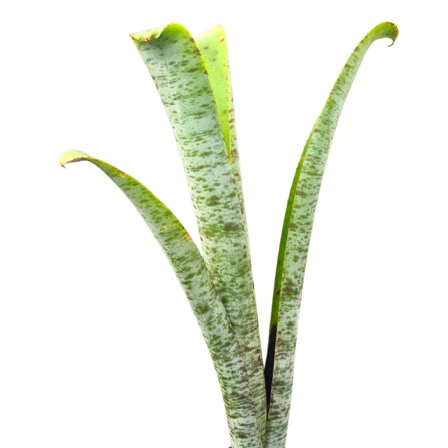 Quesnelia Marmorata