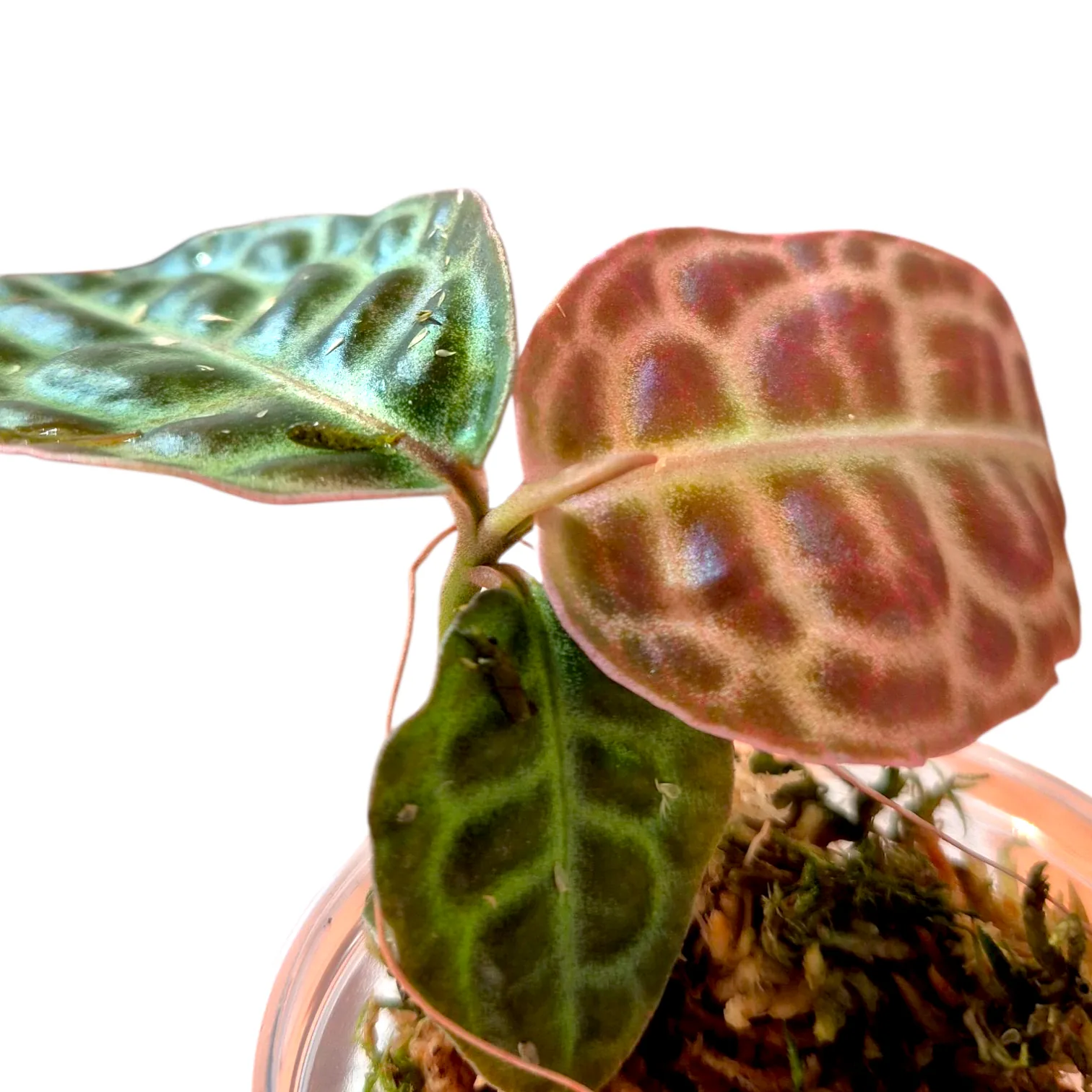 Labisia Beccari Red roślina do terrarium paludarium