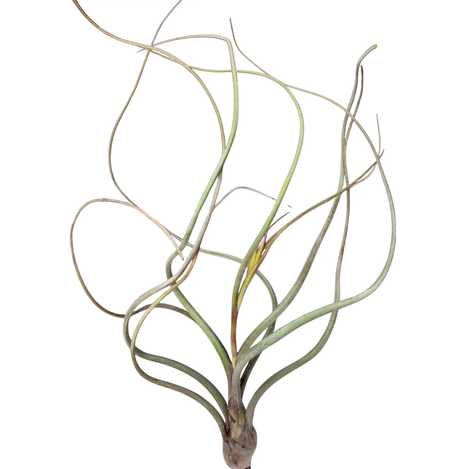 Tillandsia Pseudobaileyi