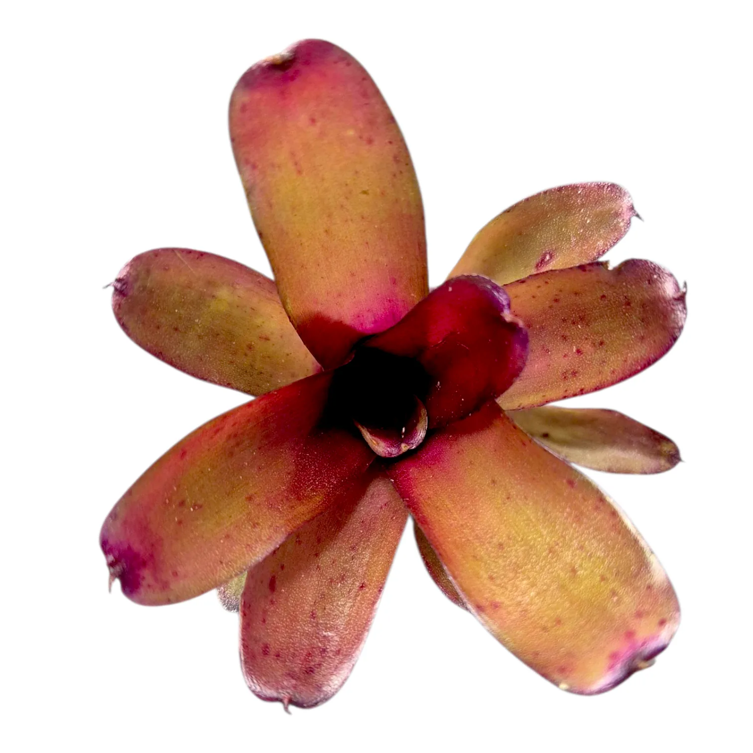 Neoregelia Mephisto
