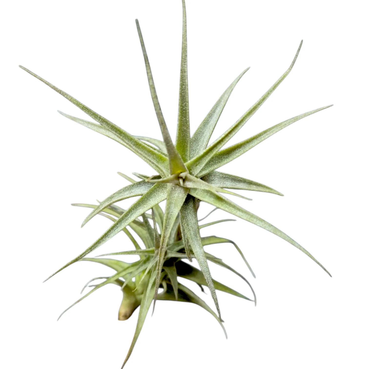 Tillandsia Latifolia v Vivipera