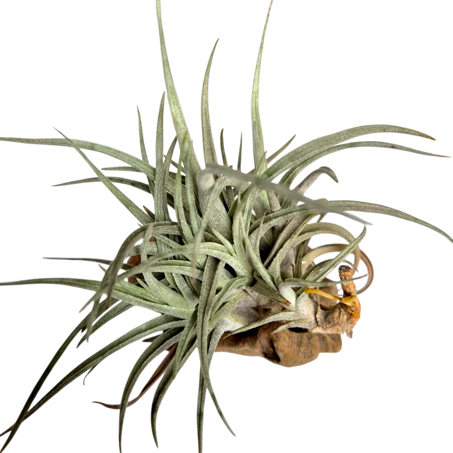 Tillandsia Beauty of holm