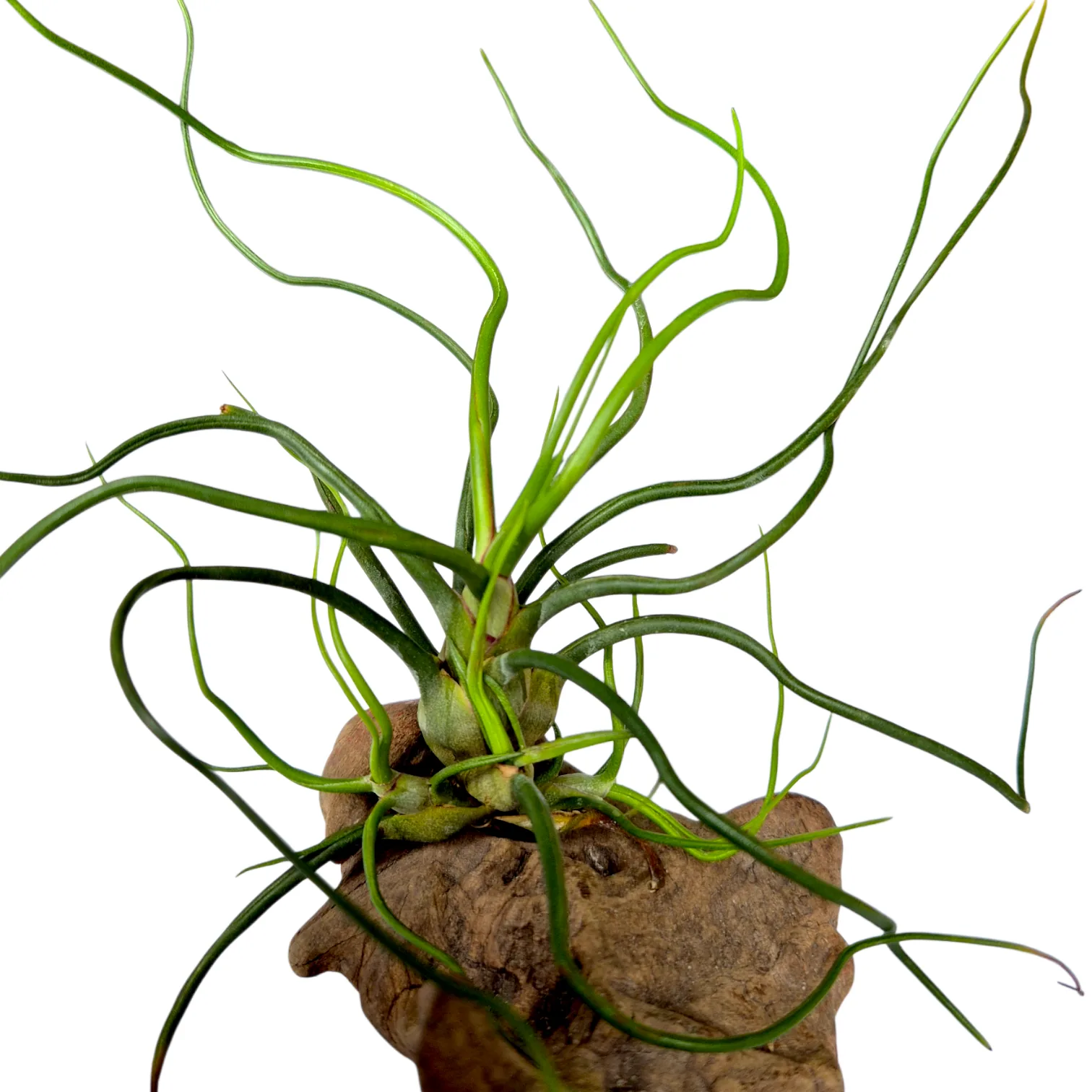 Tillandsia Bulbosa