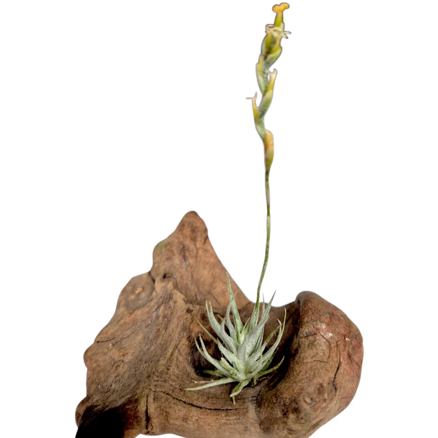 Tillandsia Loliacea