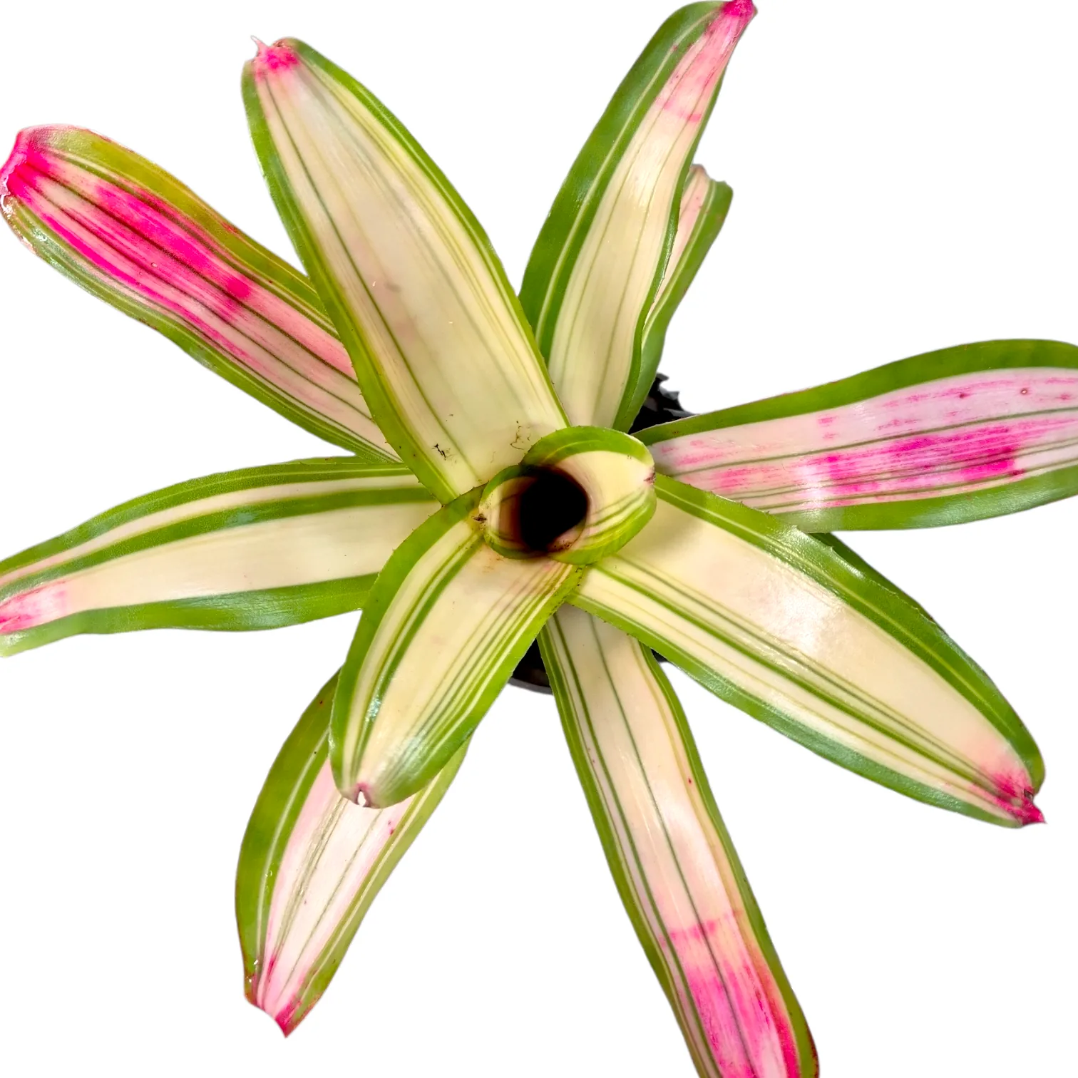 Neoregelia Lorena Lector