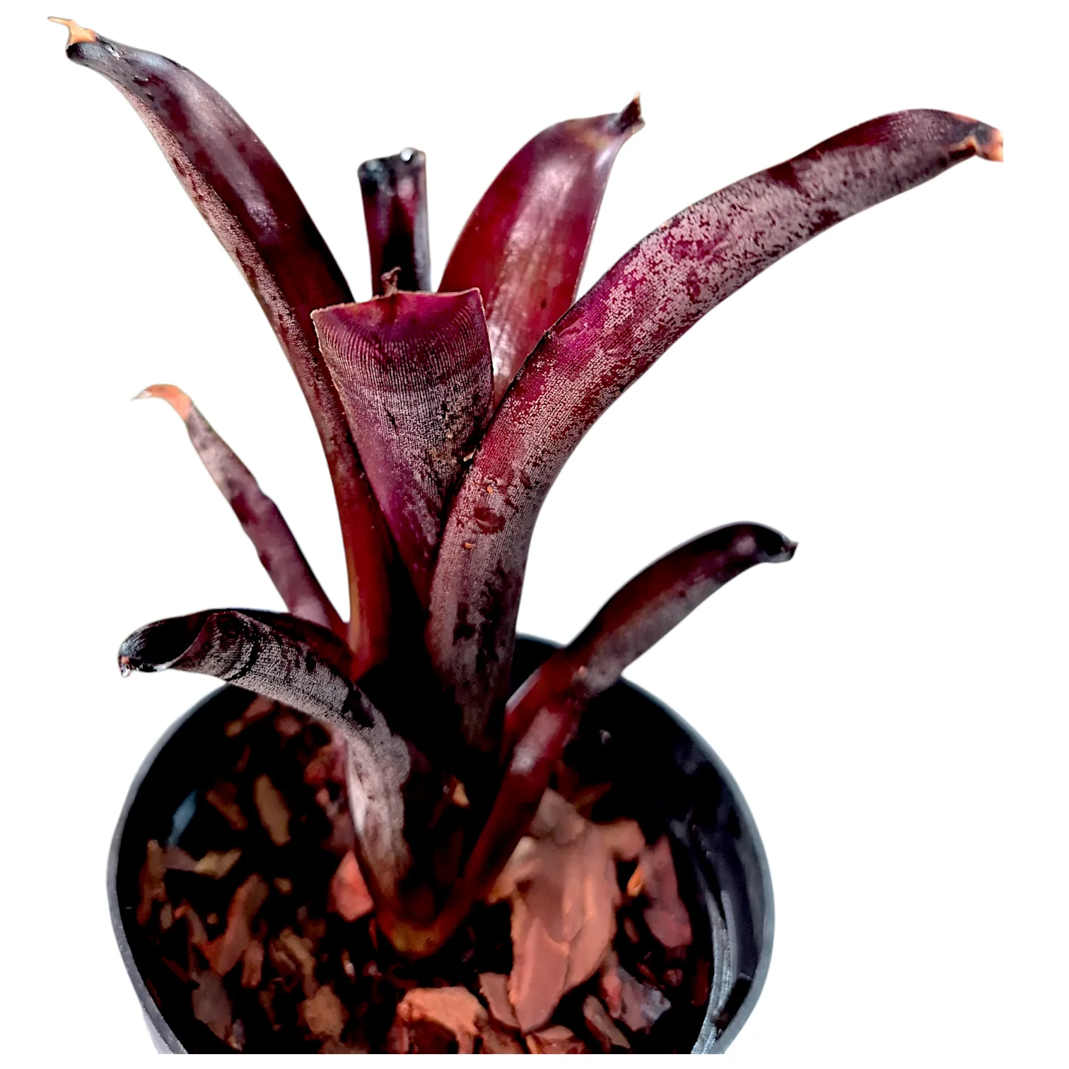 Neoregelia Sooty
