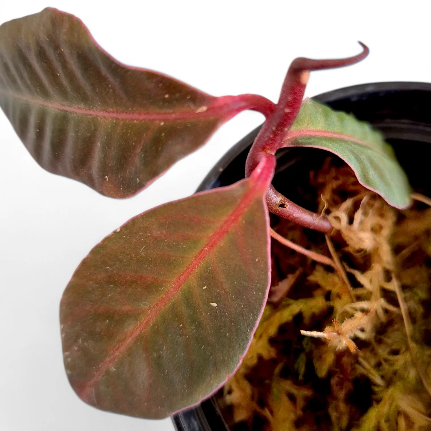 Labisia Jambi Neon Stripe Black roślina do terrarium paludarium