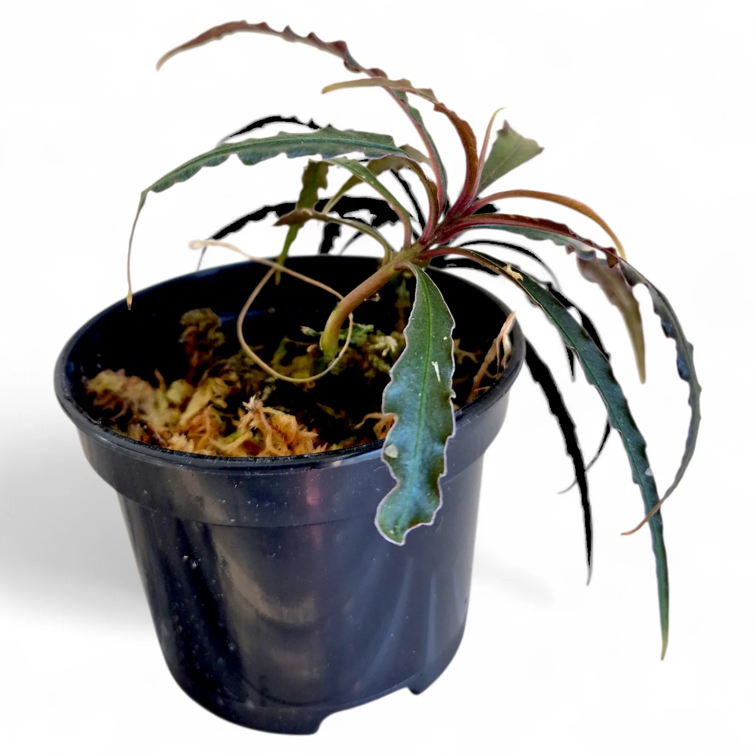 Labisia Borneo Palm Tree roślina do terrarium paludarium