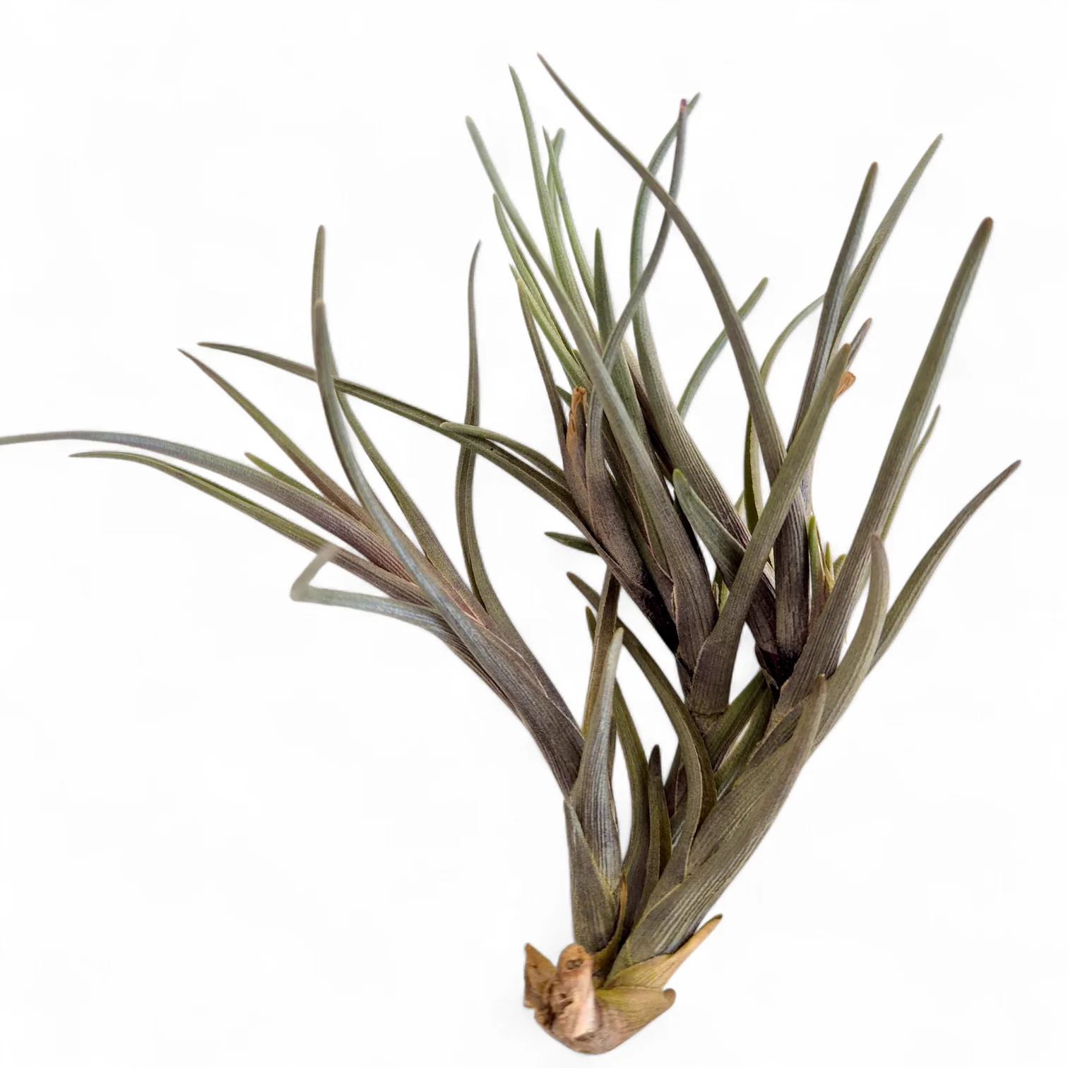 Tillandsia Albertiana