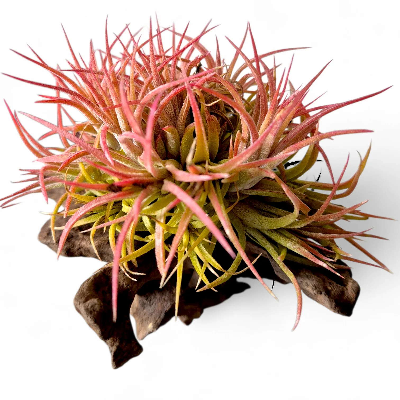 Tillandsia Ionantha Huamelula clumb