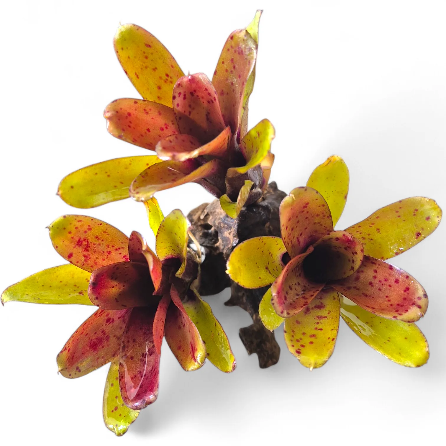 Neoregelia Narzis