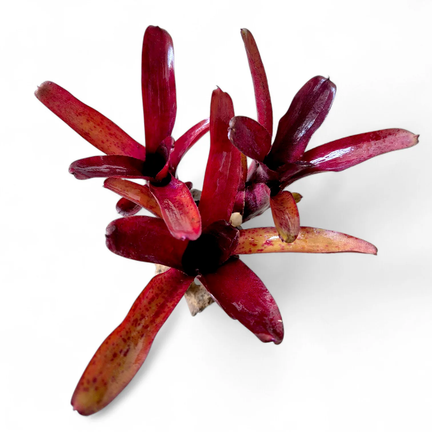 Neoregelia Amazon