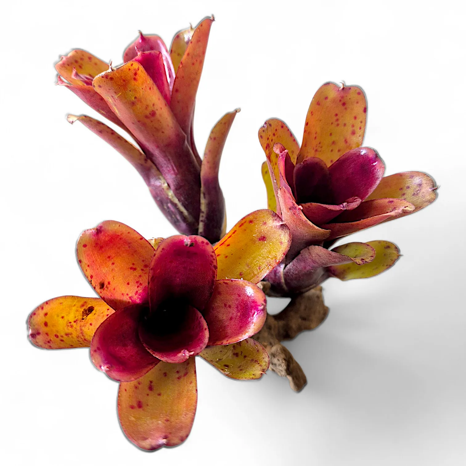 Neoregelia Chiquita linda