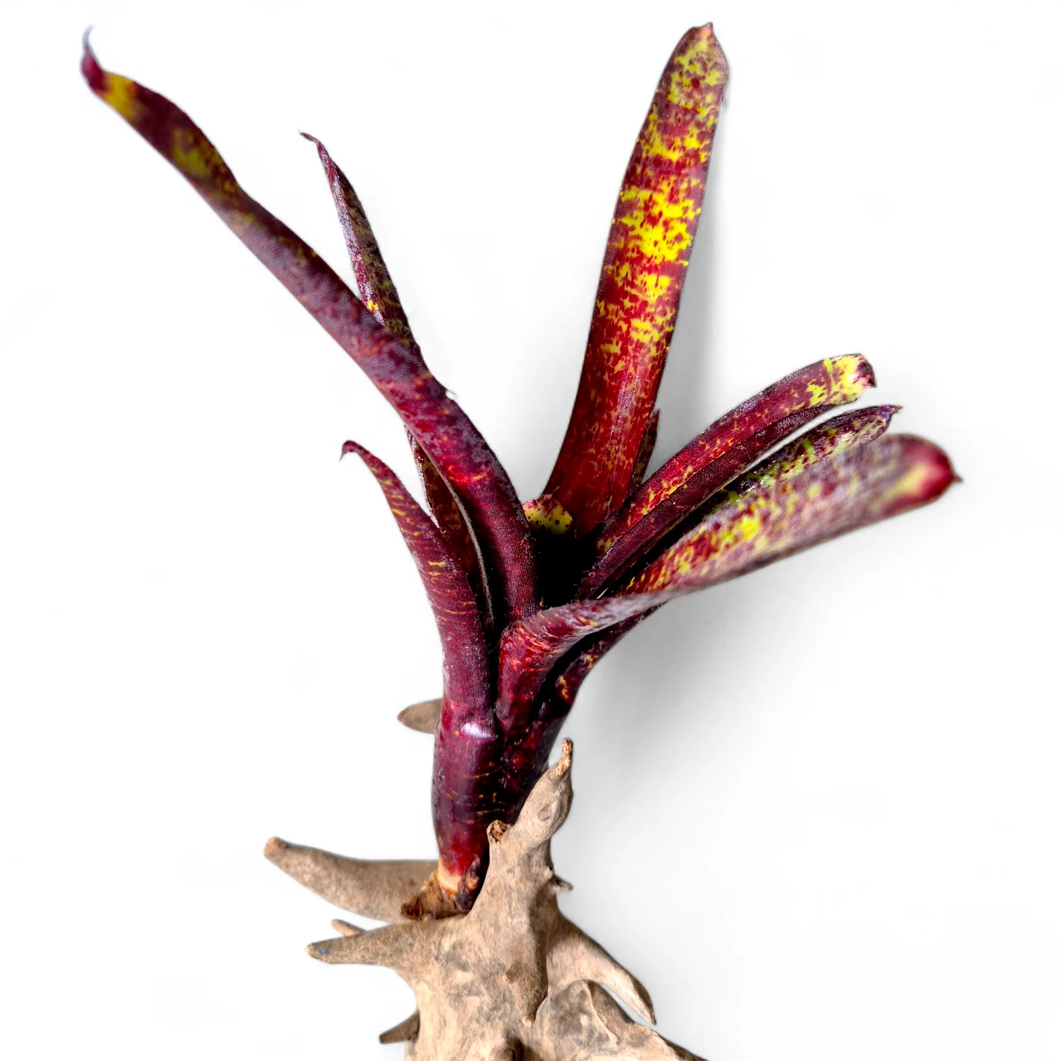 Neoregelia Ampullacea purpurea