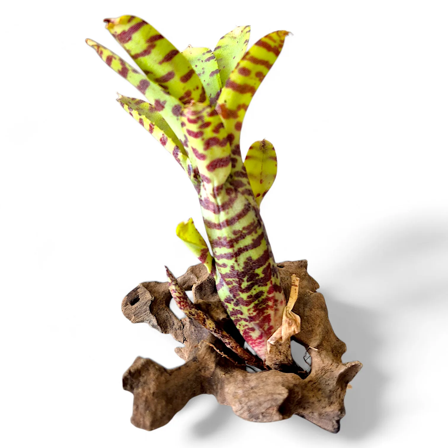 Neoregelia Ampullacea var. Tigrina
