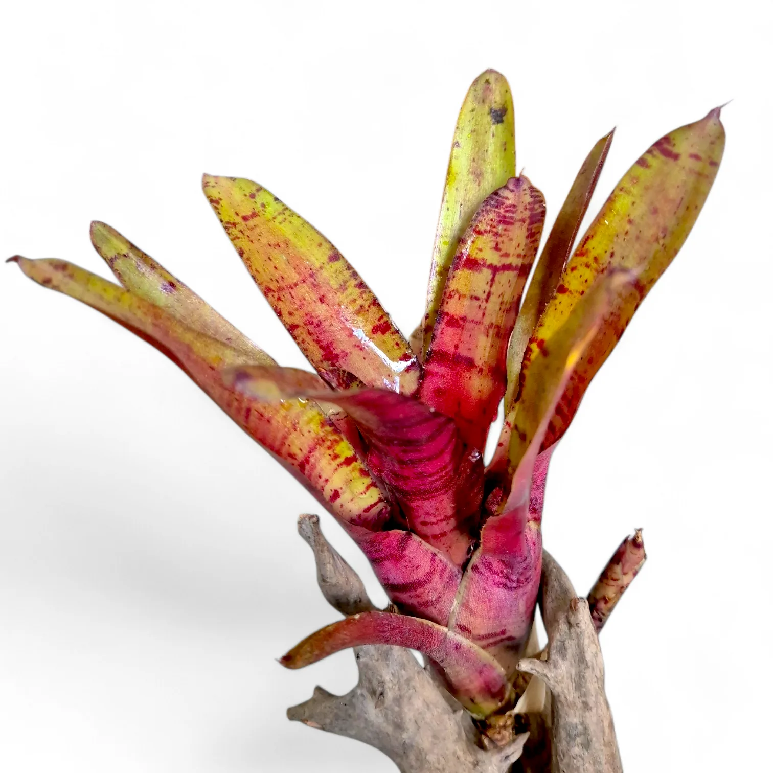 Neoregelia Zeus