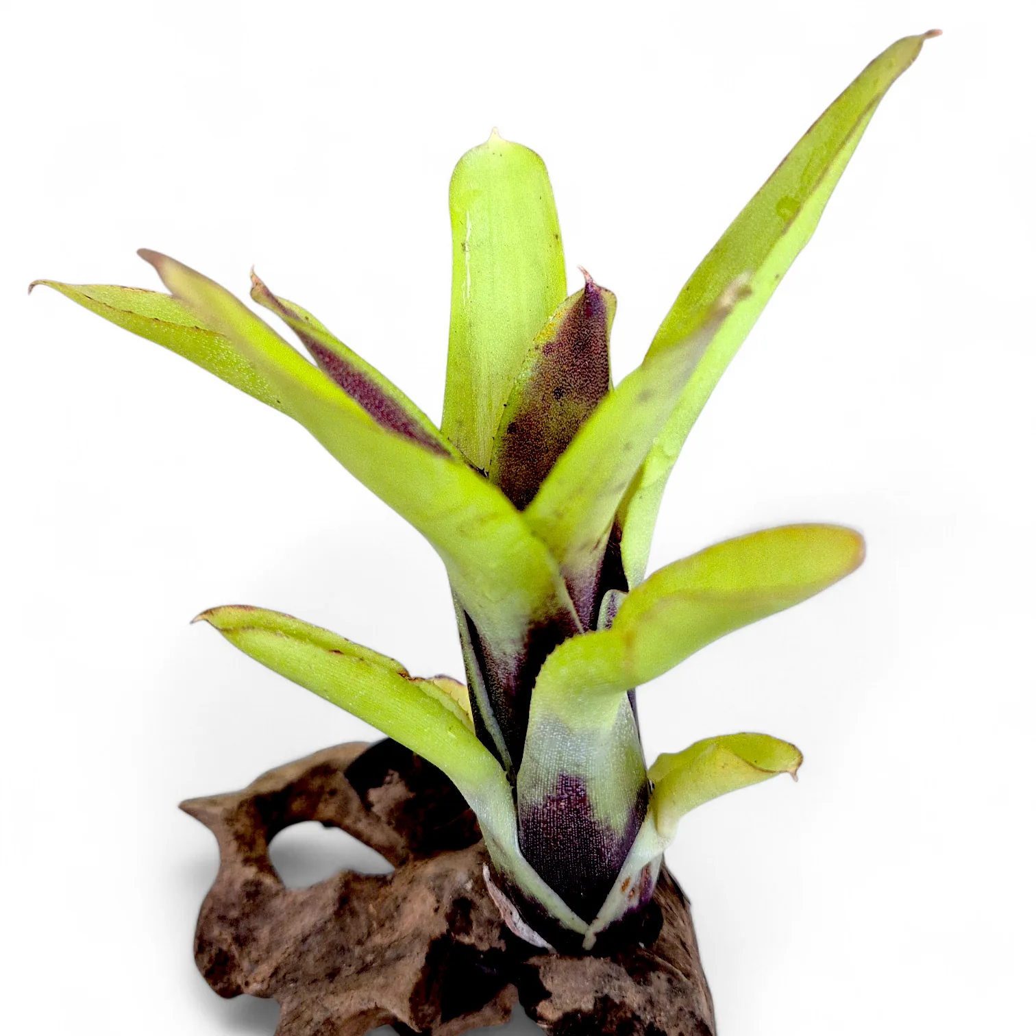 Neoregelia Amarilis