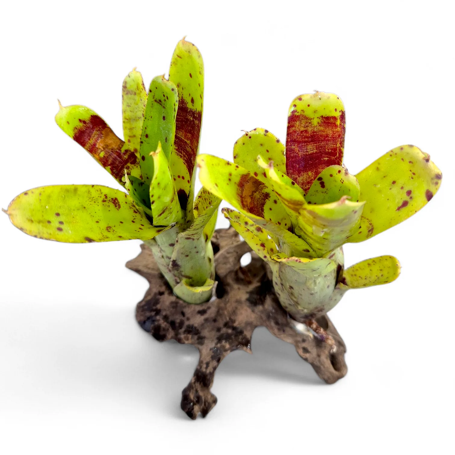 Neoregelia Ileana