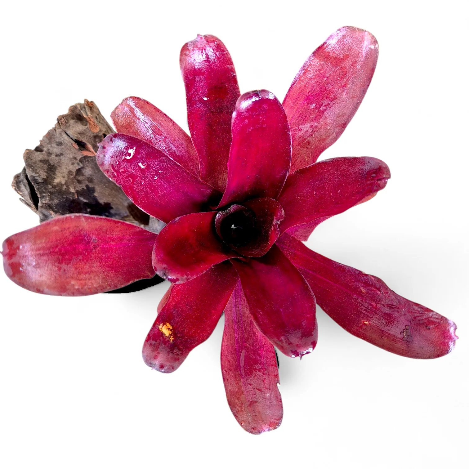 Neoregelia Iris