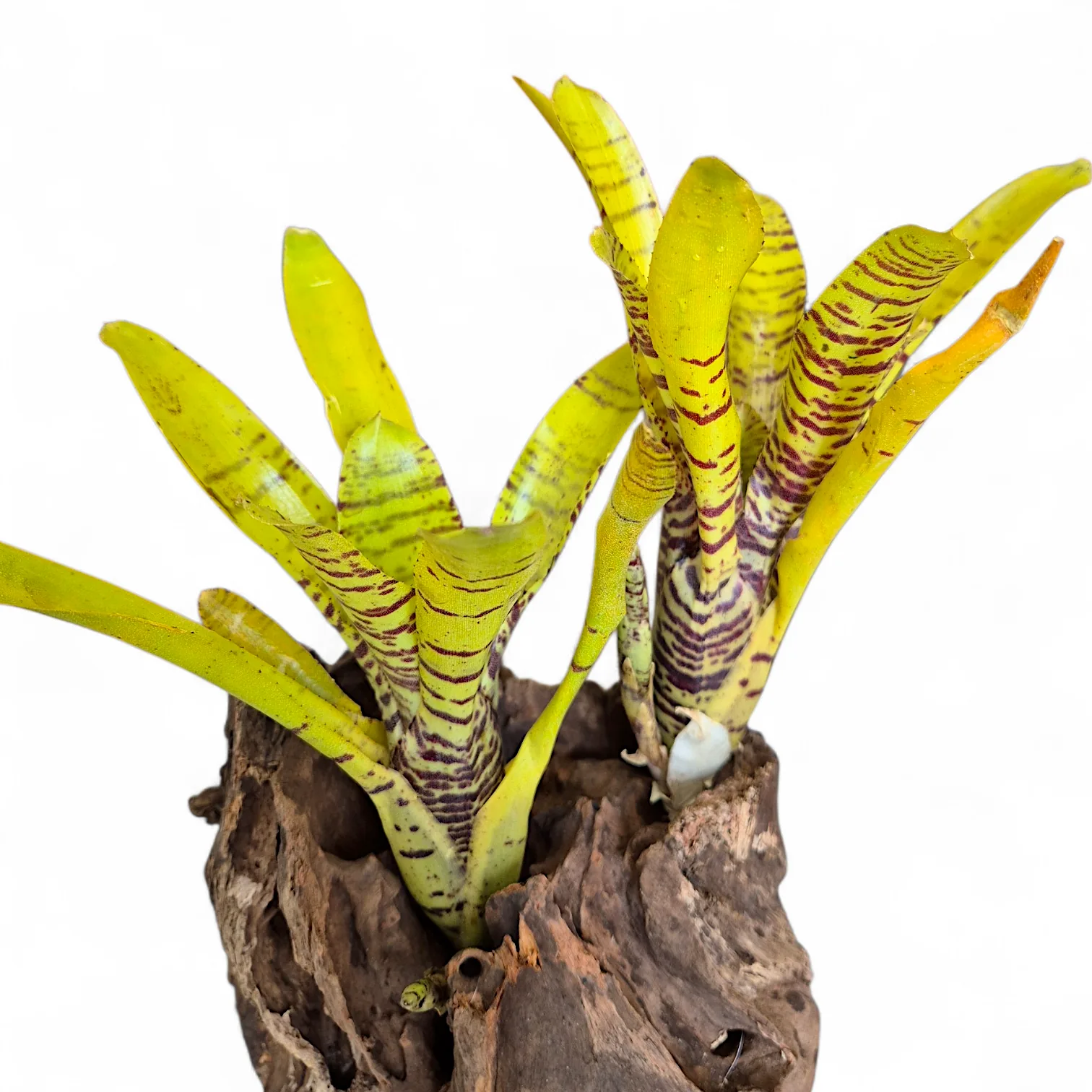 Neoregelia Ampullacea clone