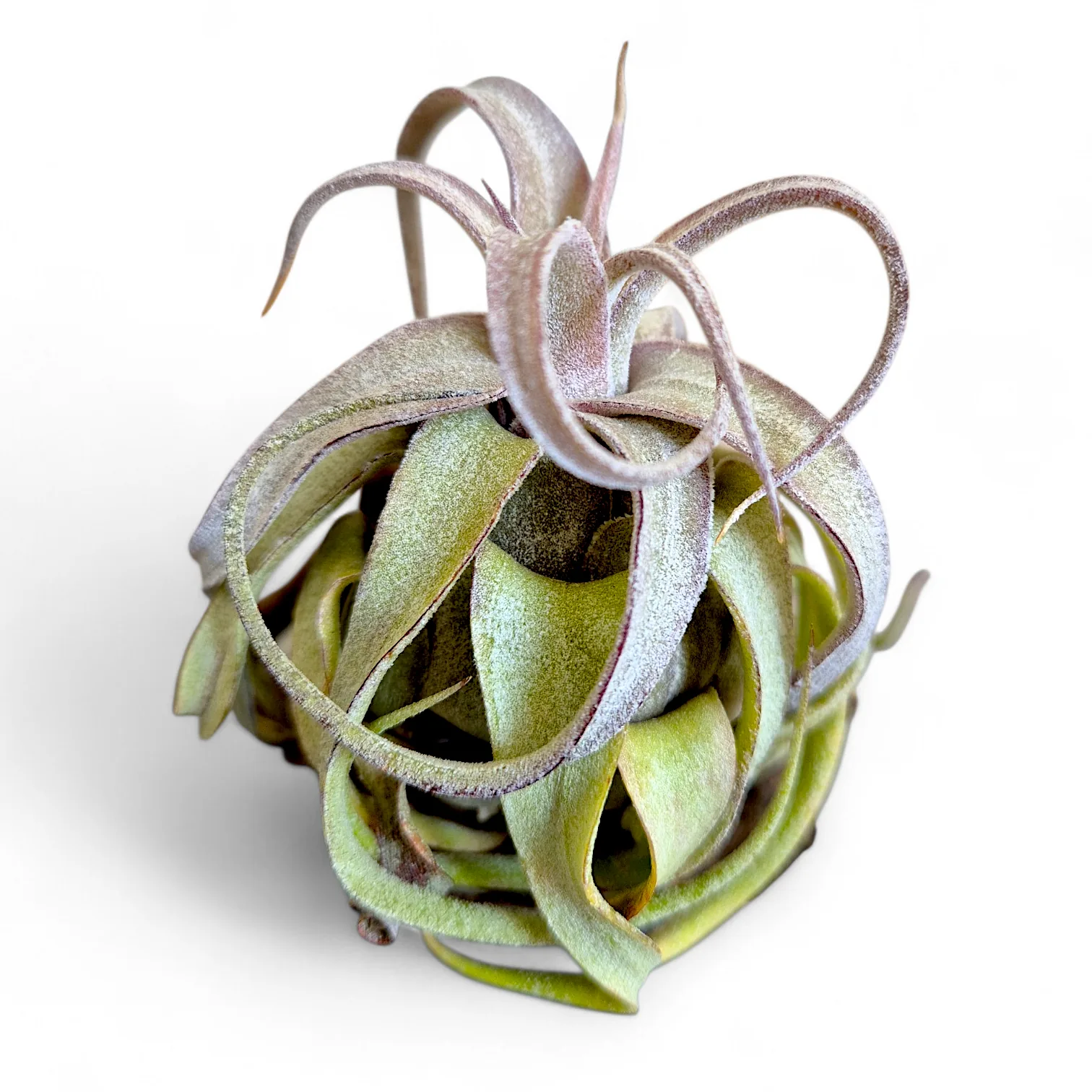 Tillandsia Streptophylla