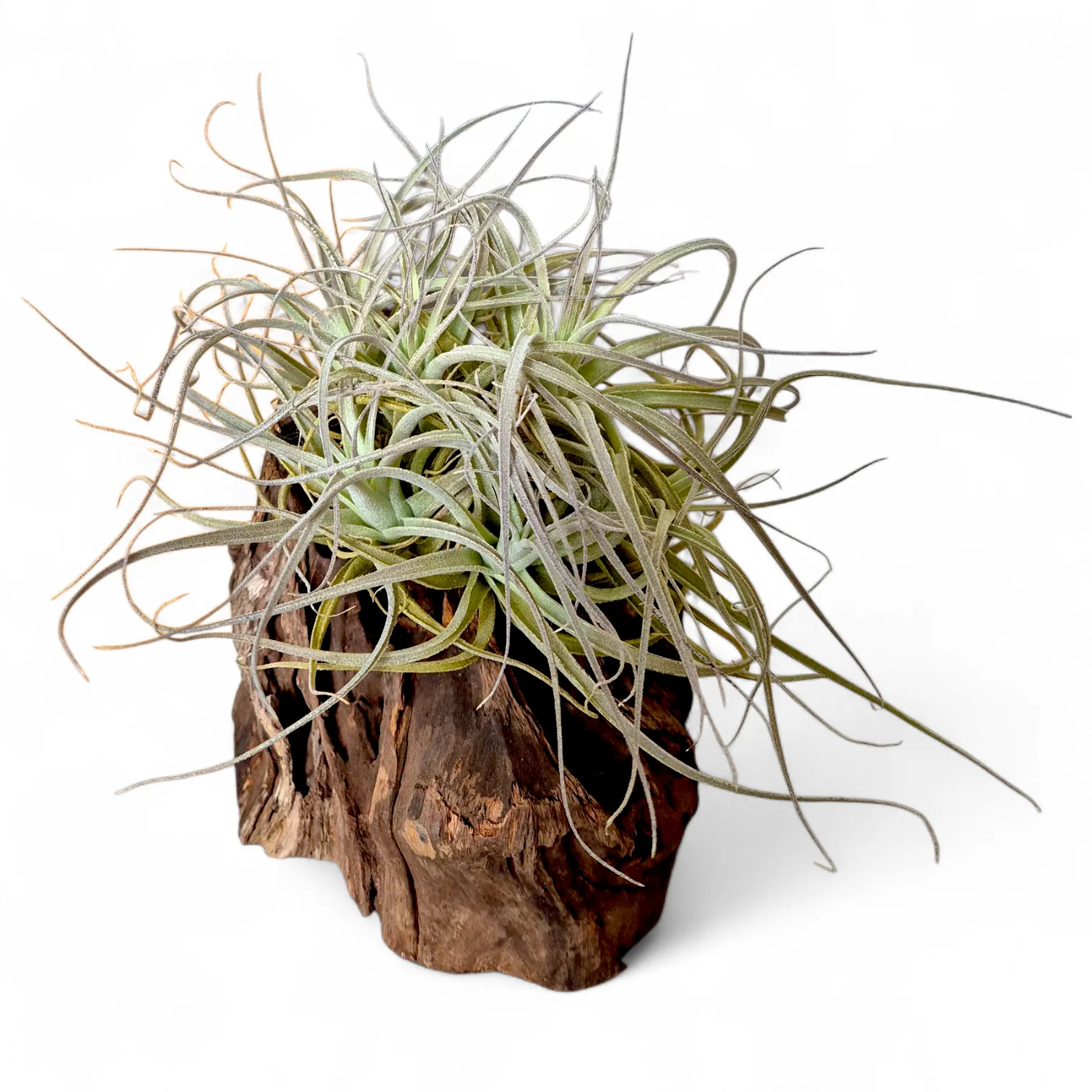 Tillandsia Leonamiana kępa