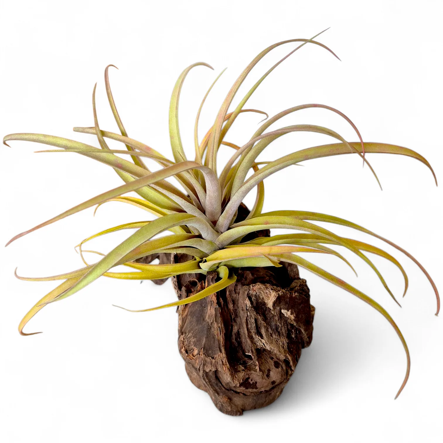 Tillandsia Capitata peach