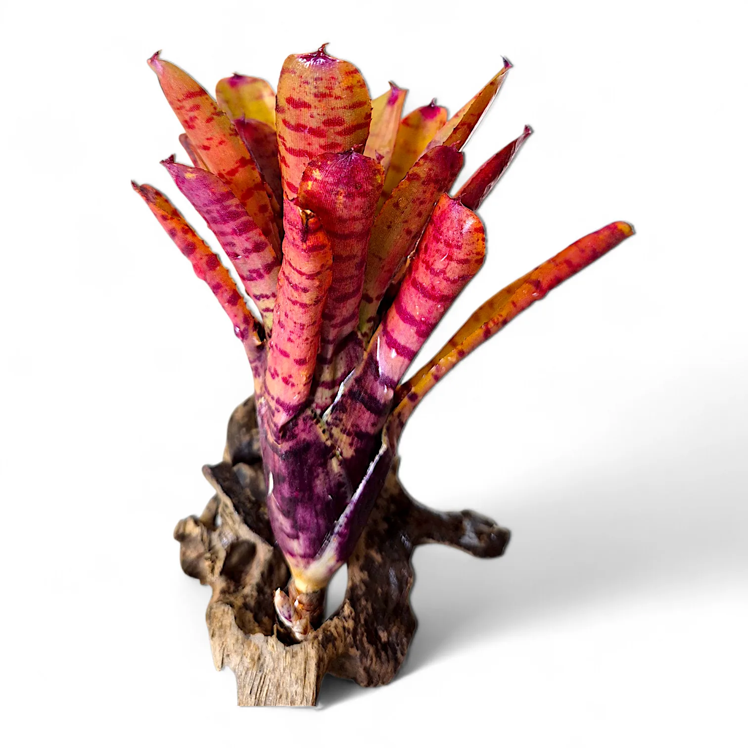 Neoregelia Thera