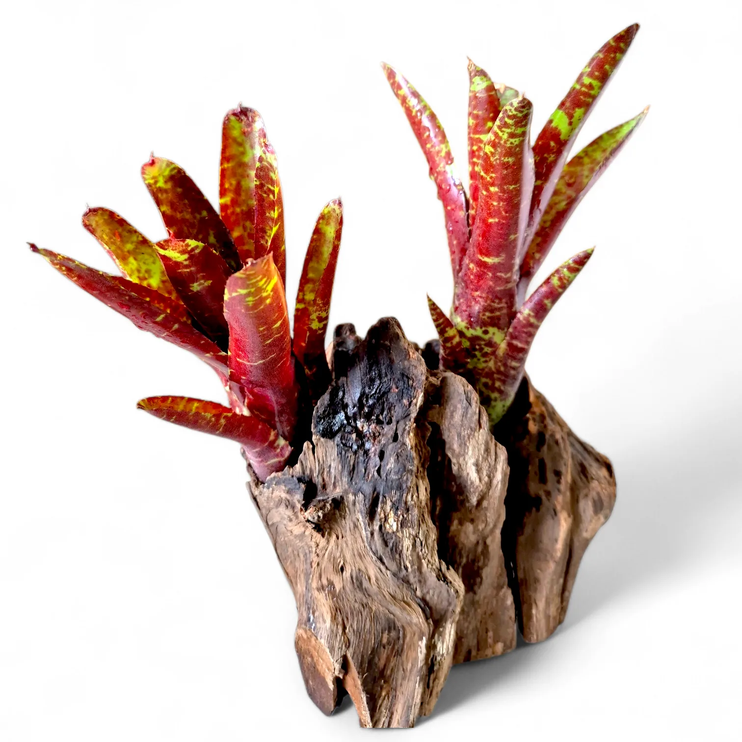 Neoregelia Betty Head