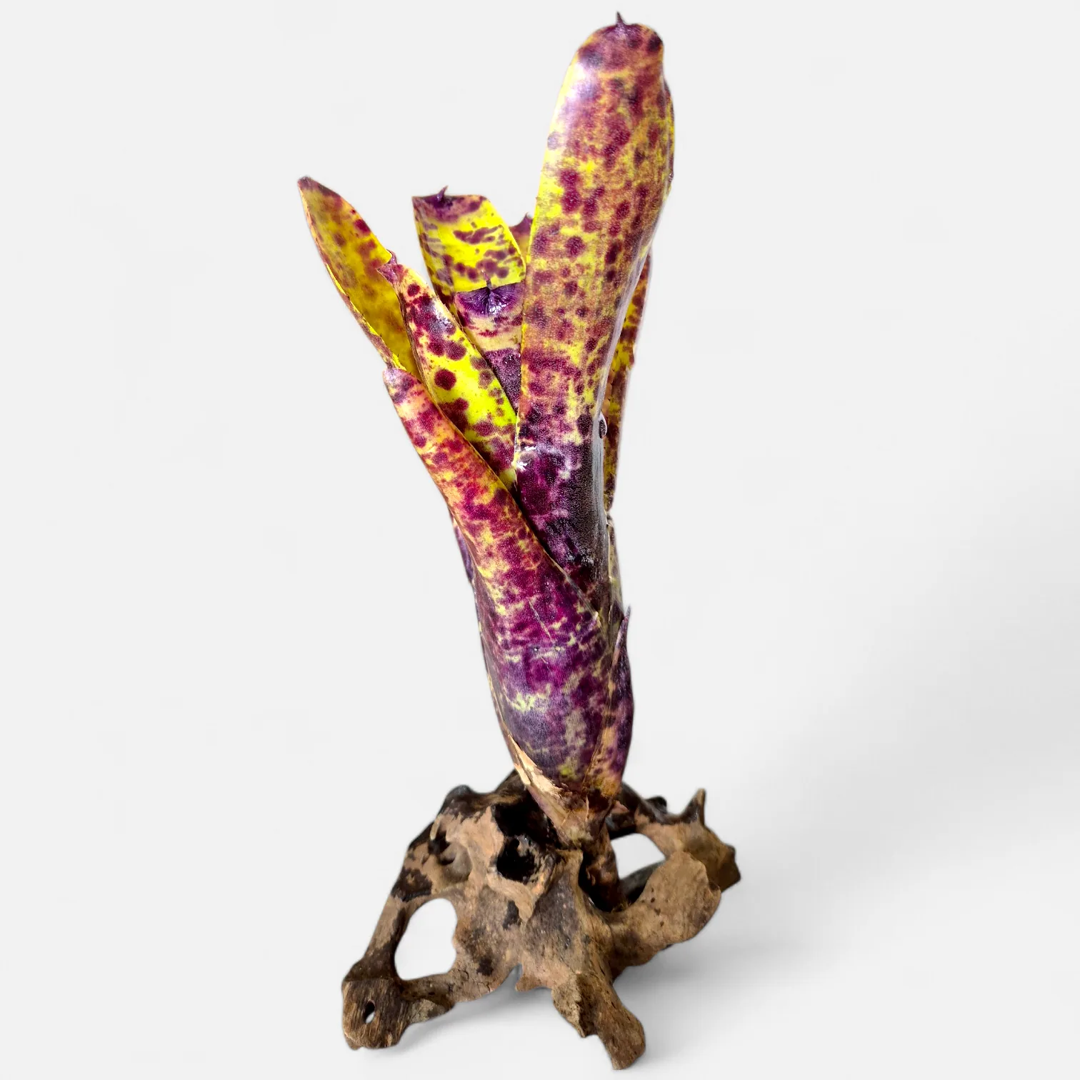Neoregelia Caviar