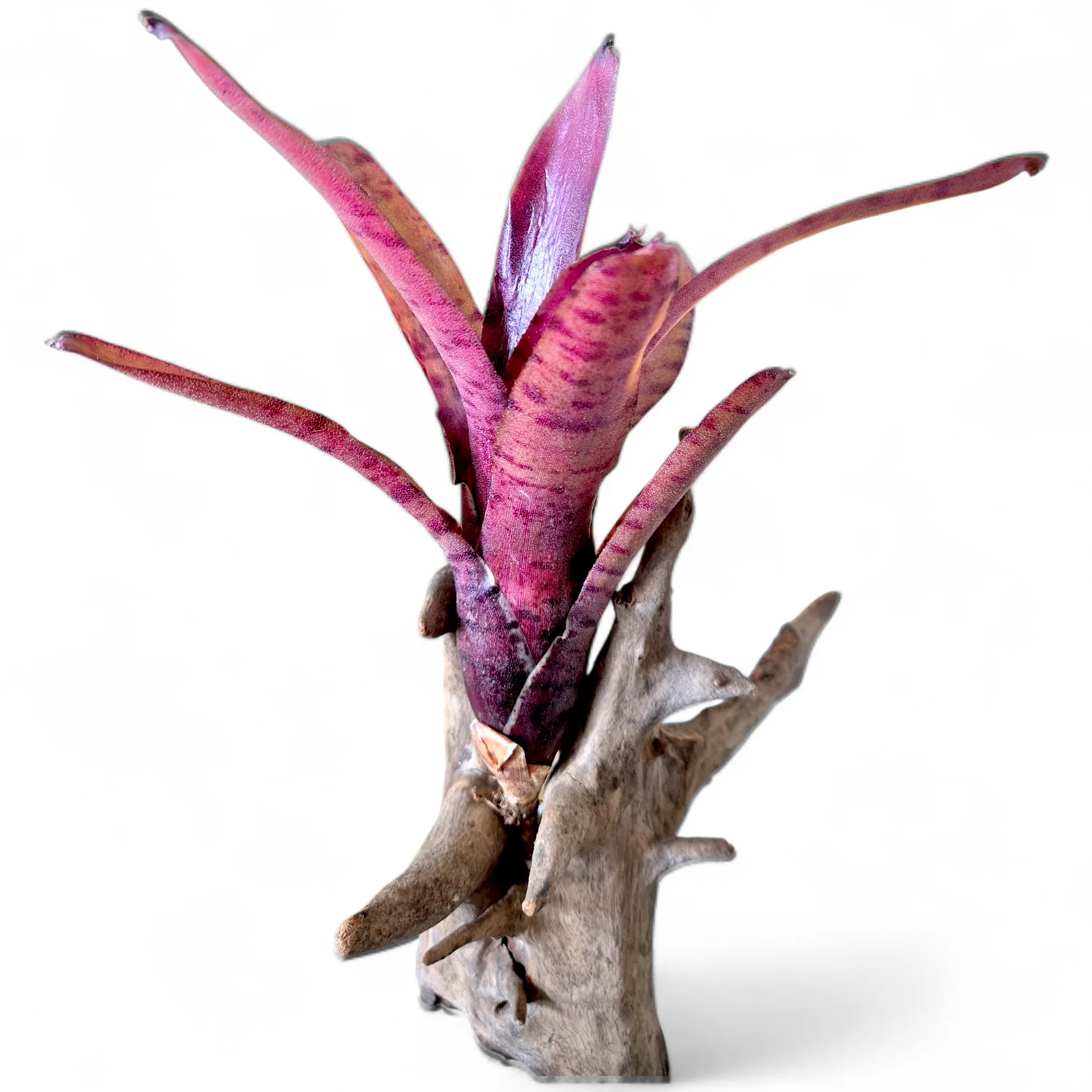 Neoregelia Rubrifolia