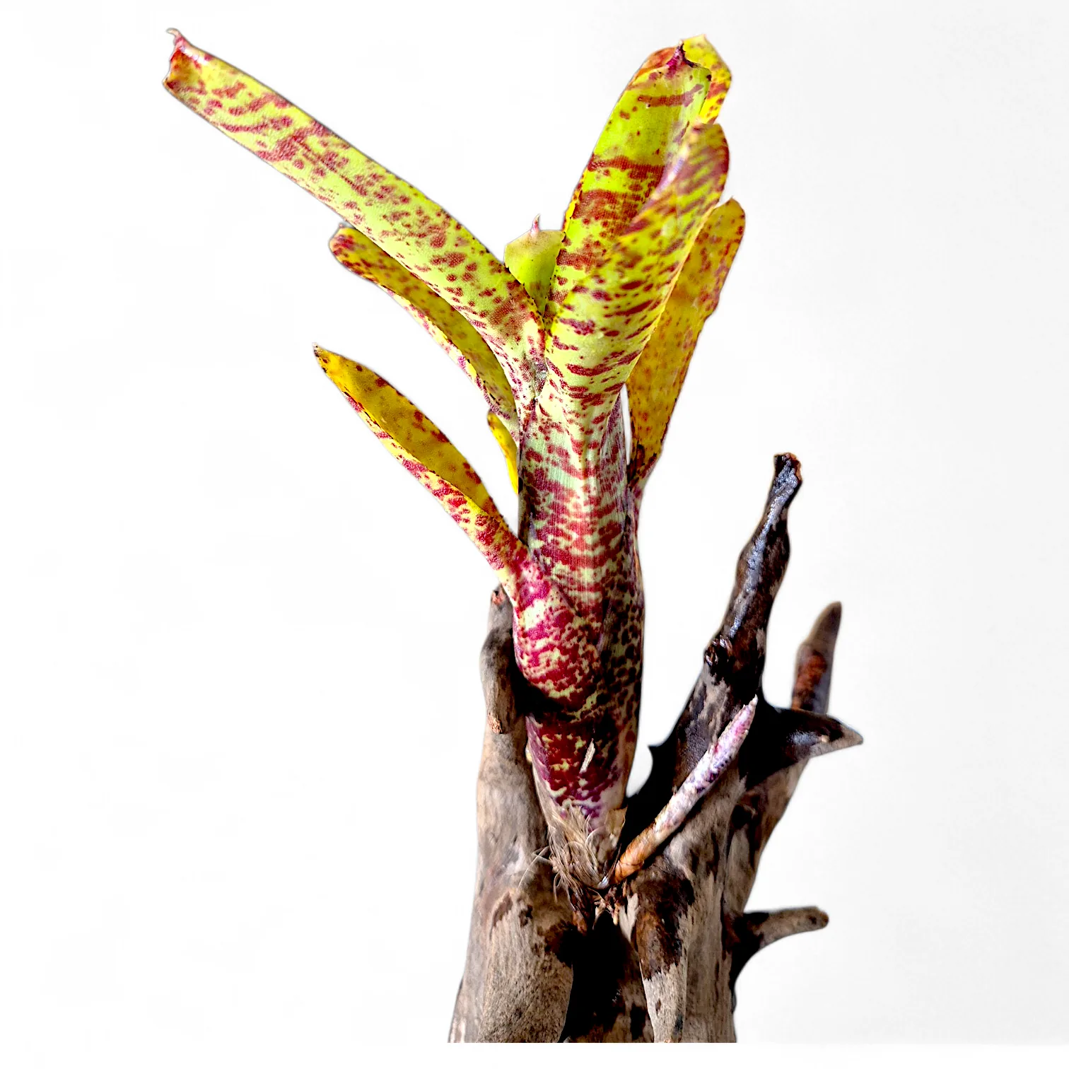 Neoregelia Ampullacea San Diego