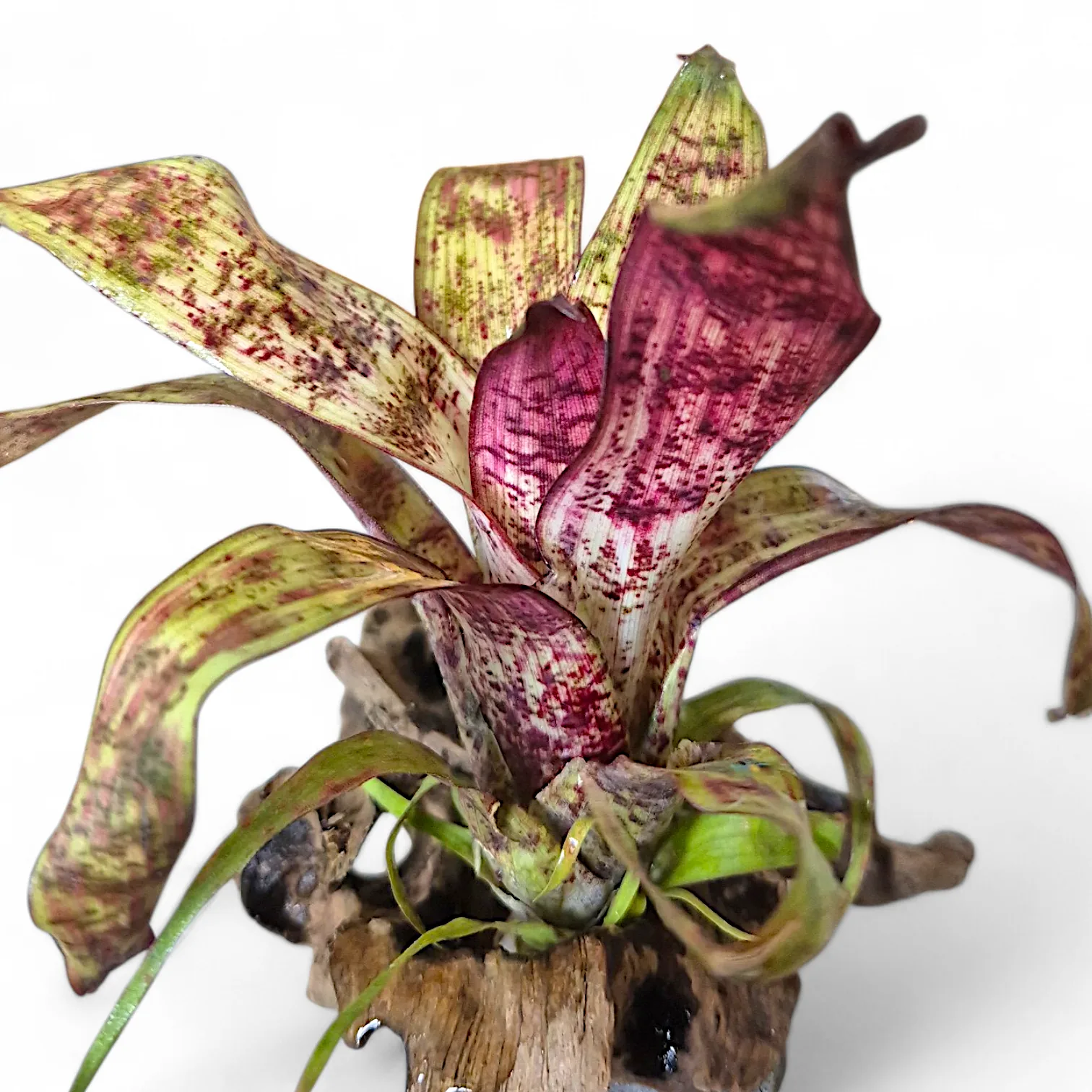 Vriesea Red Chestnut