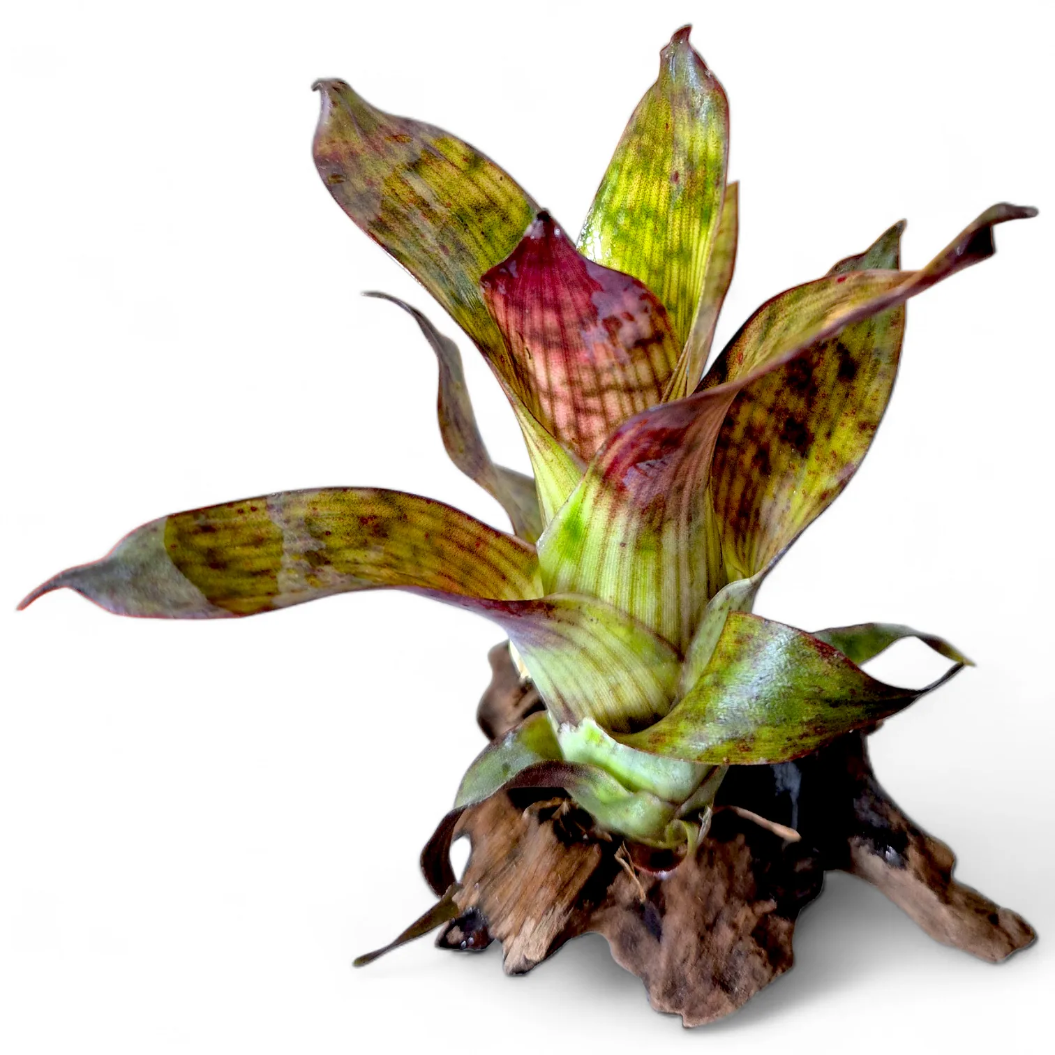Vriesea Gigantea nova