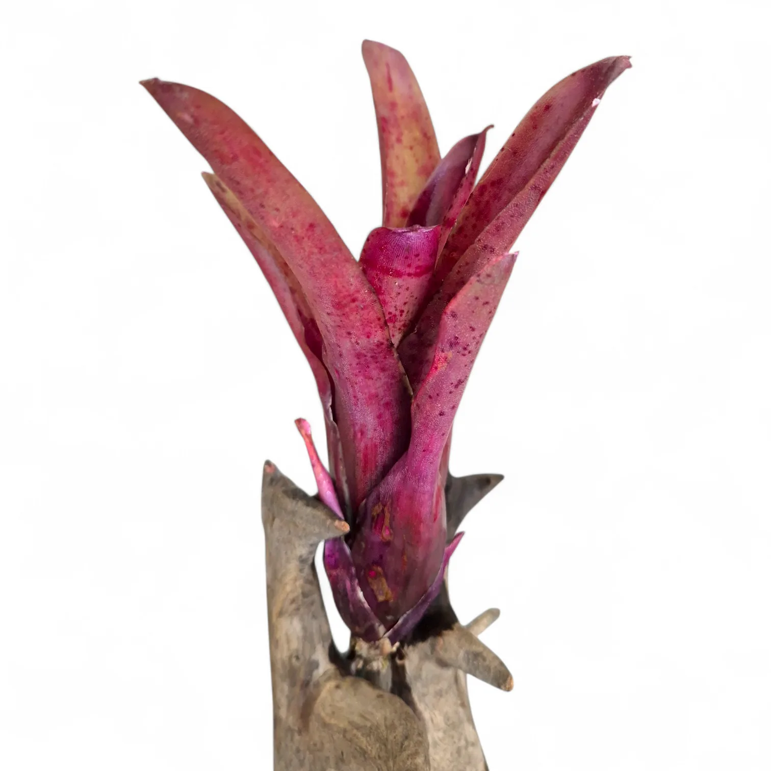 Neoregelia Spotted fireball