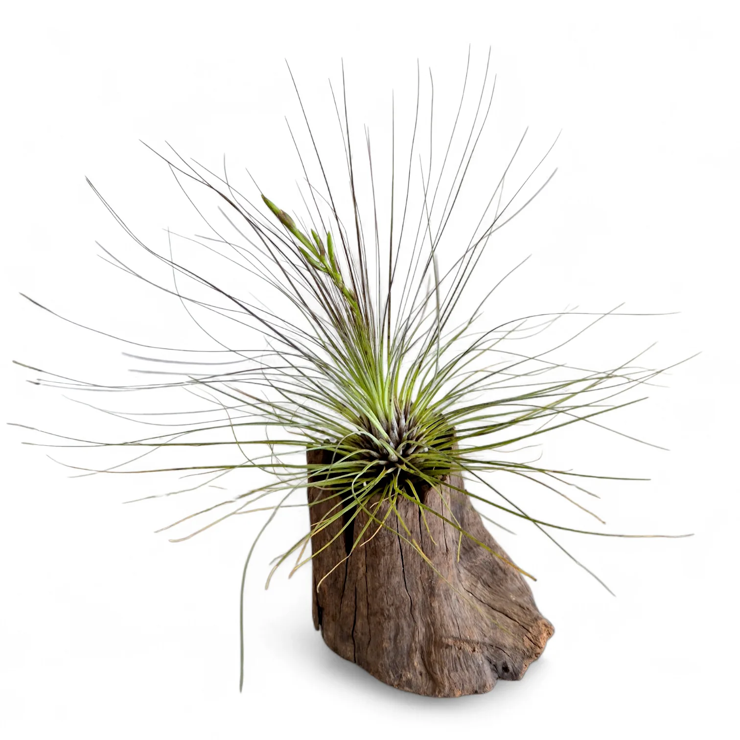 Tillandsia Filifolia