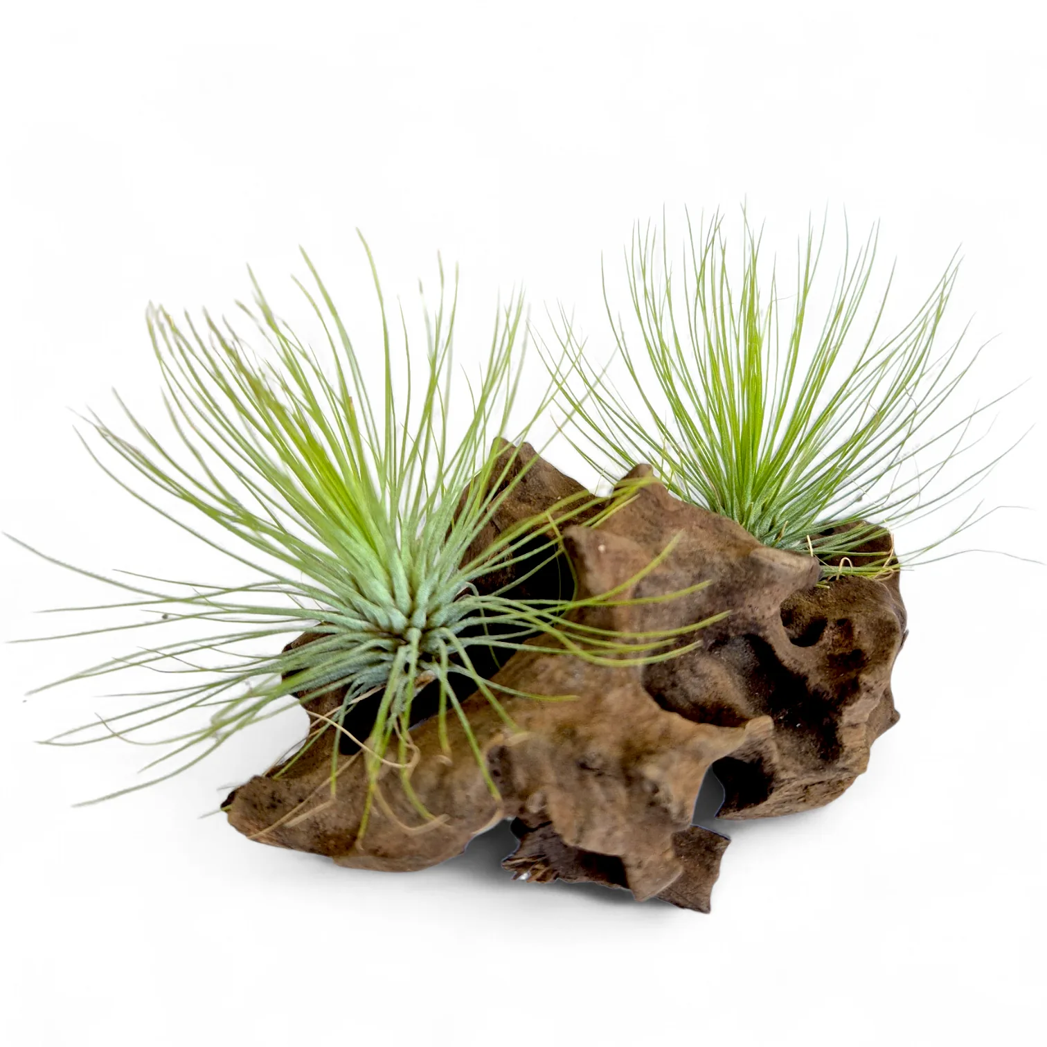 Tillandsia Andreana