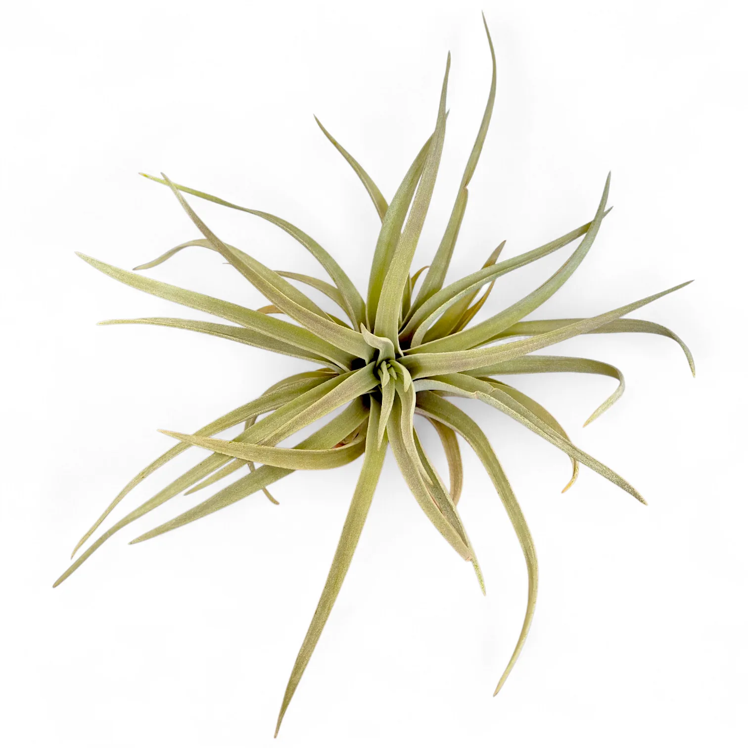 Tillandsia Harrisii