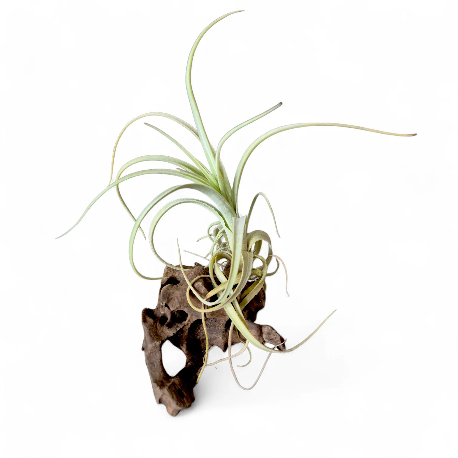 Tillandsia Balsasensis