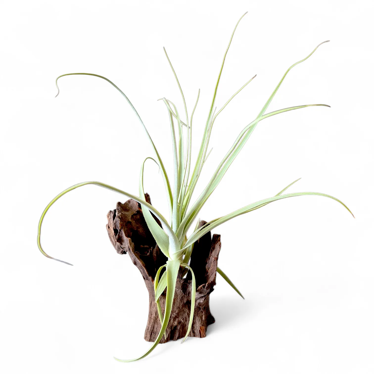 Tillandsia Straminea