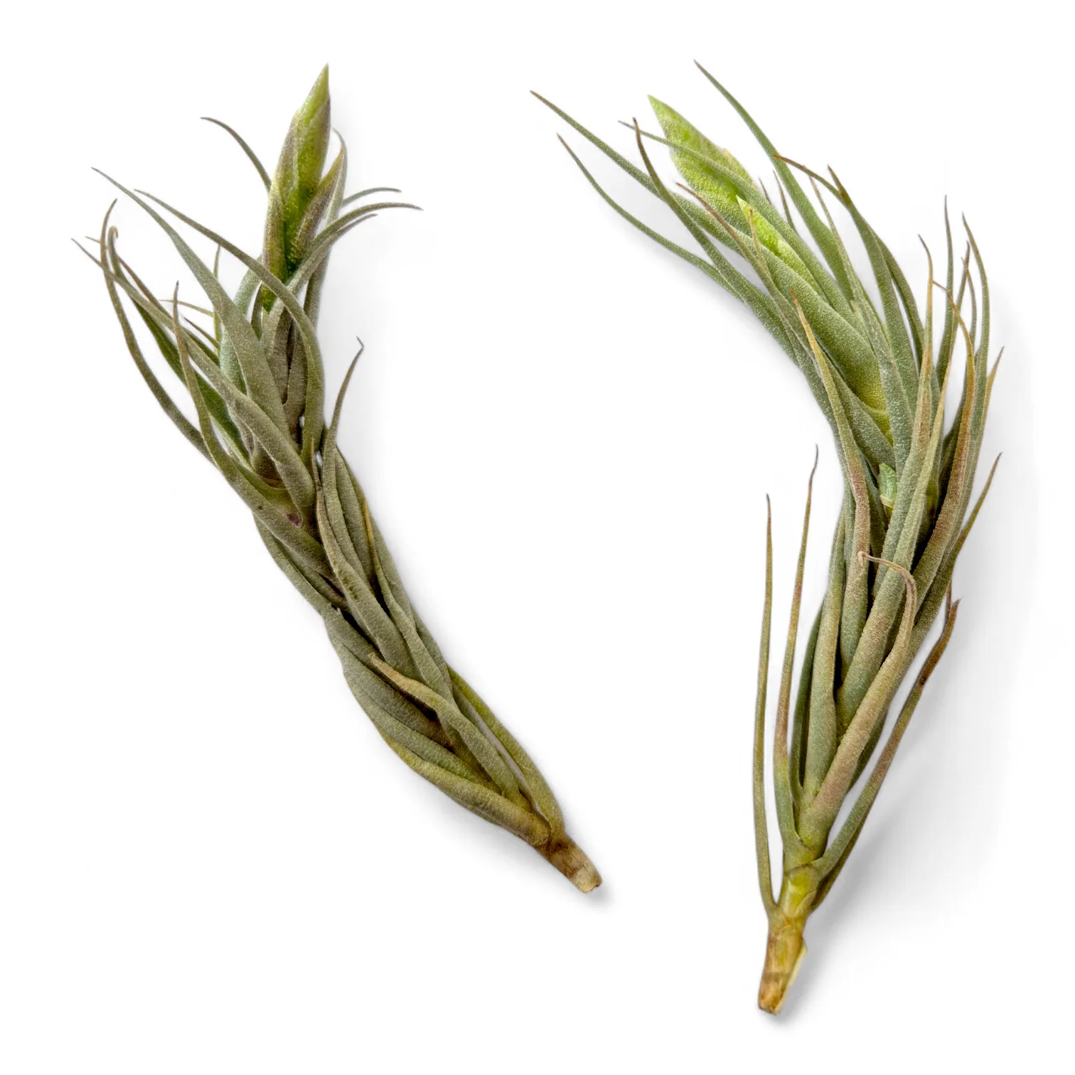 Tillandsia Kirschnekii