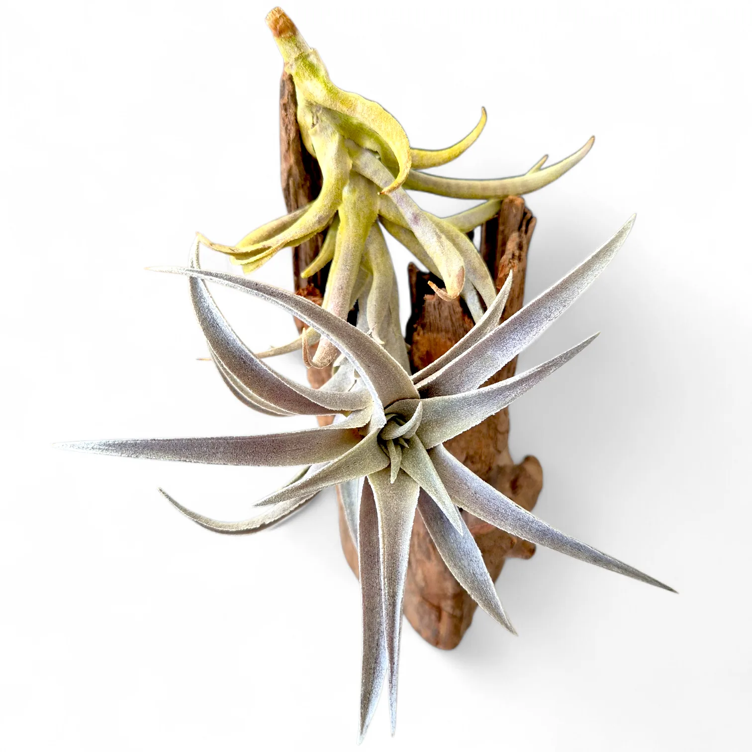 Tillandsia Edithae Silver