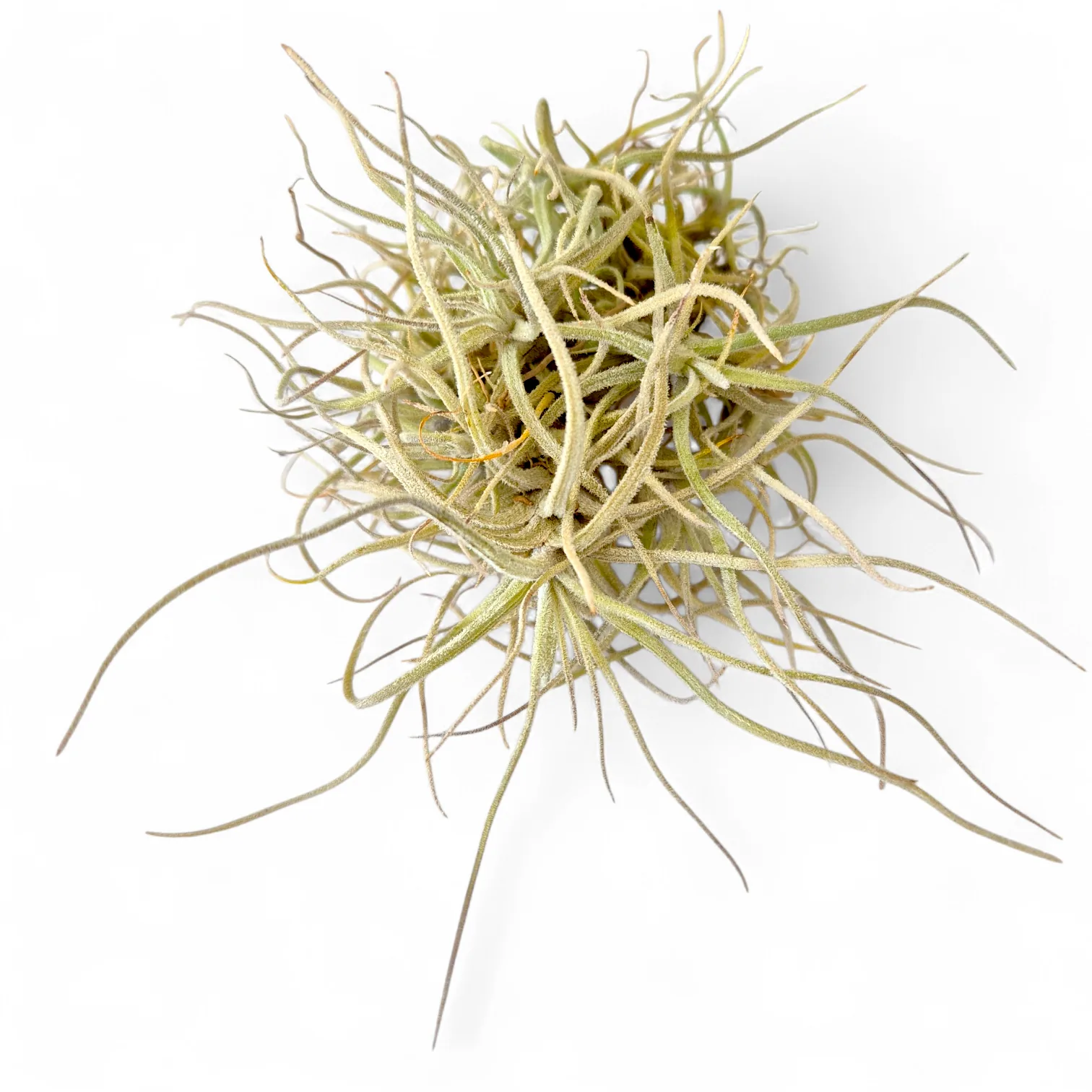 Tillandsia Chusgonensis