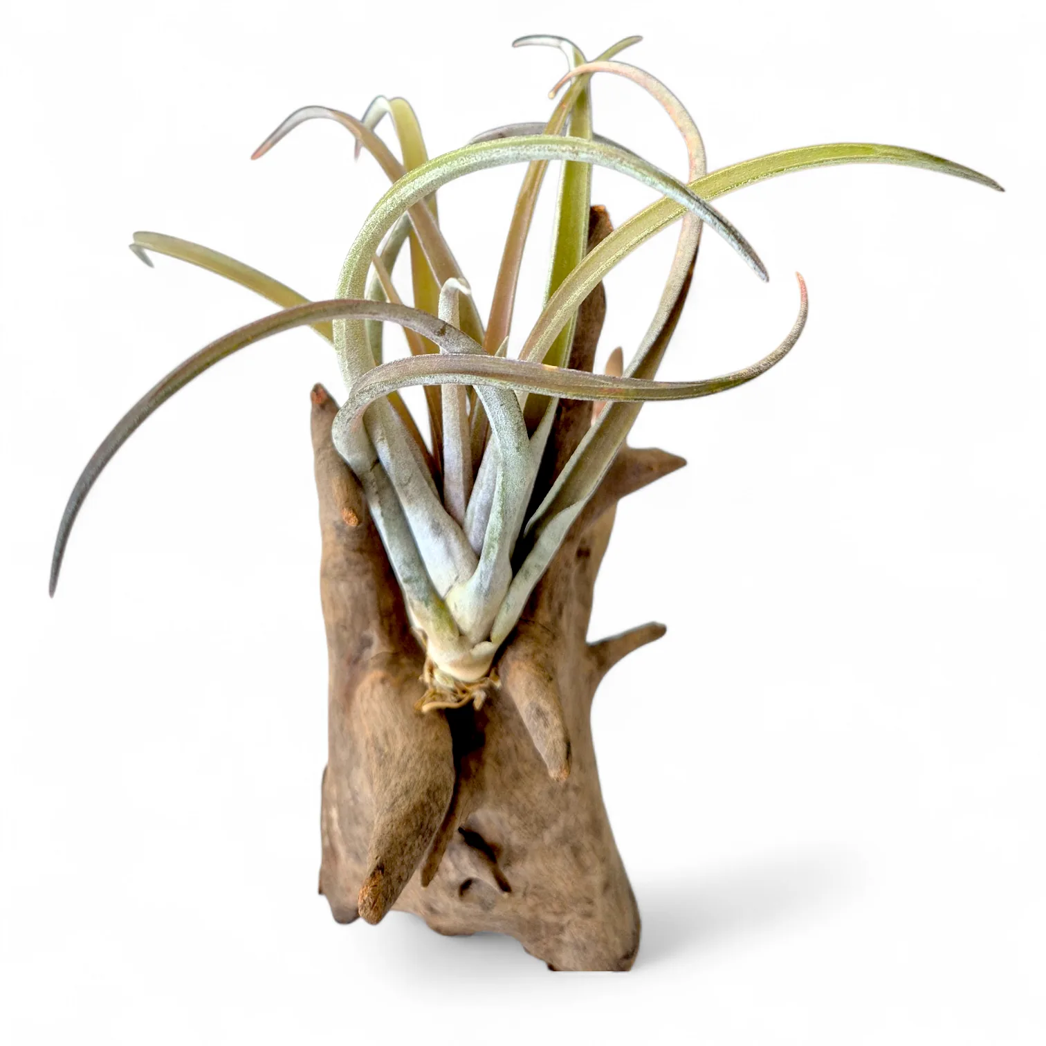 Tillandsia Schatzlii red hybrid