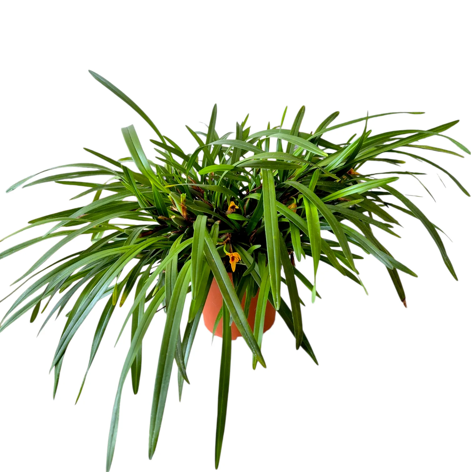 Maxillaria variabilis Mini x Mini storczyk roślina do terrarium paludarium kępa