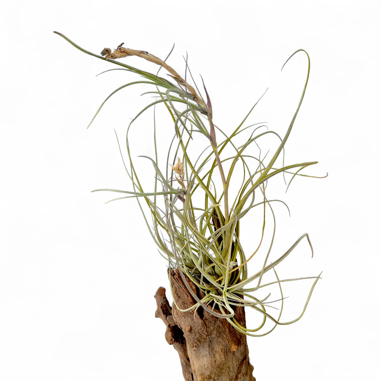 Tillandsia Baileyi v. vivipara