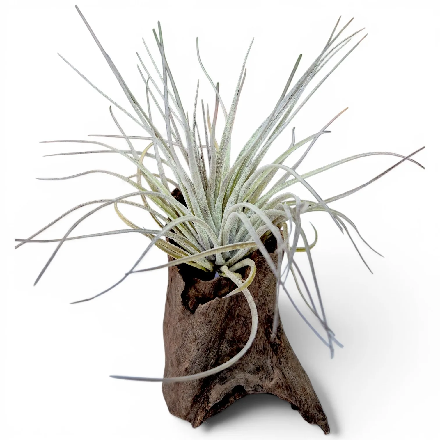Tillandsia Houston „cotton candy”