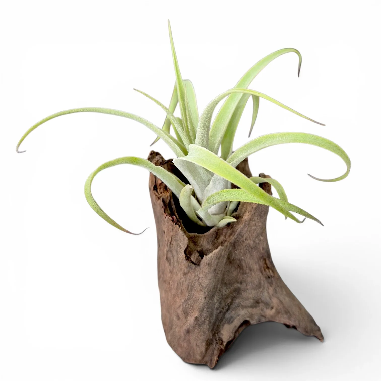 Tillandsia Cacticola