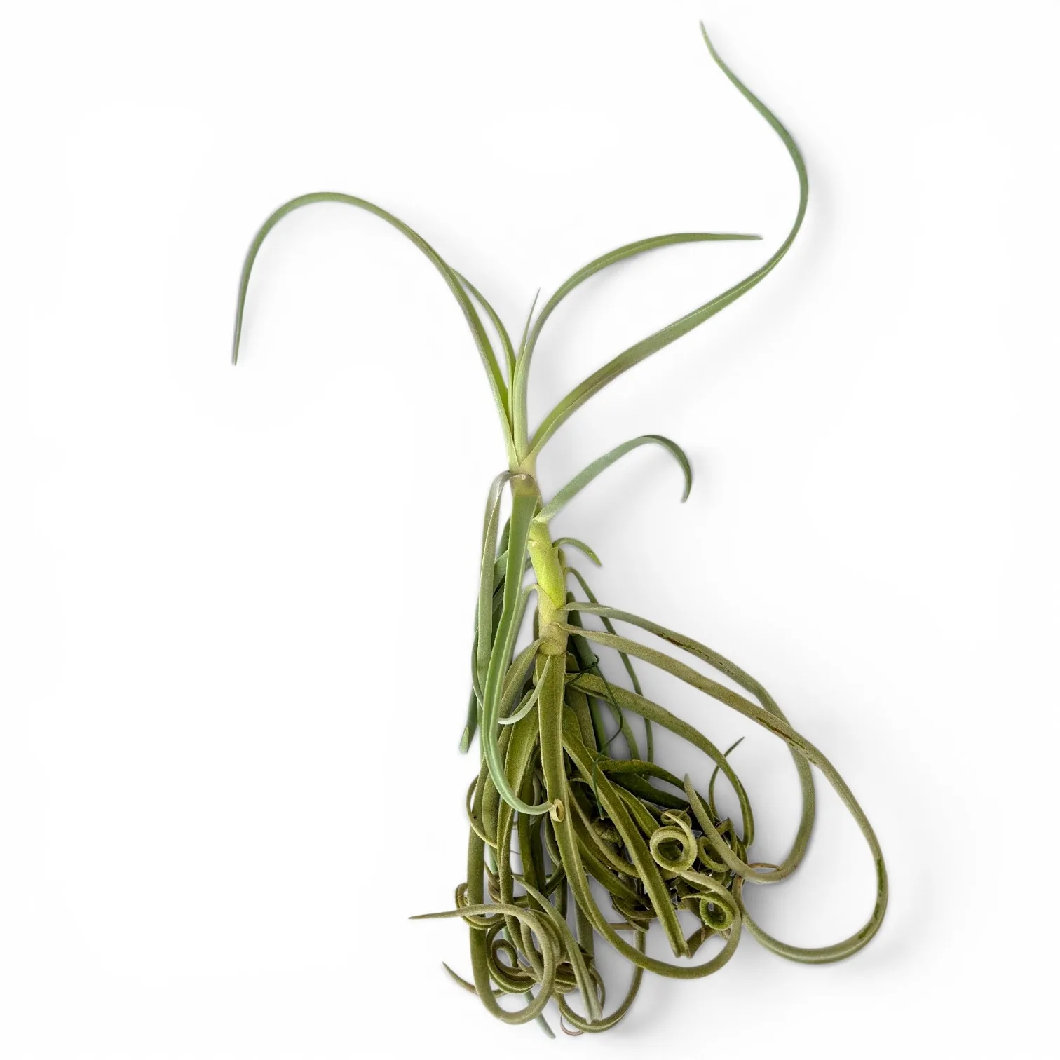 Tillandsia Duratii